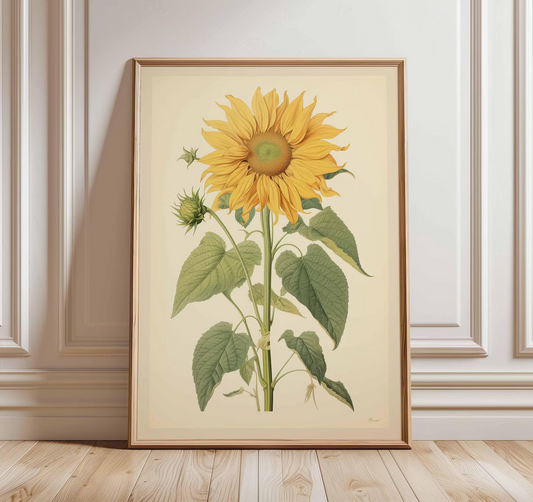 Plakat ze słonecznikiem w stylu vintage, botaniczna grafika ścienna z motywem kwiatowym, klasyczna ilustracja przyrodnicza, elegancka grafika kwiatowa do domu i salonu